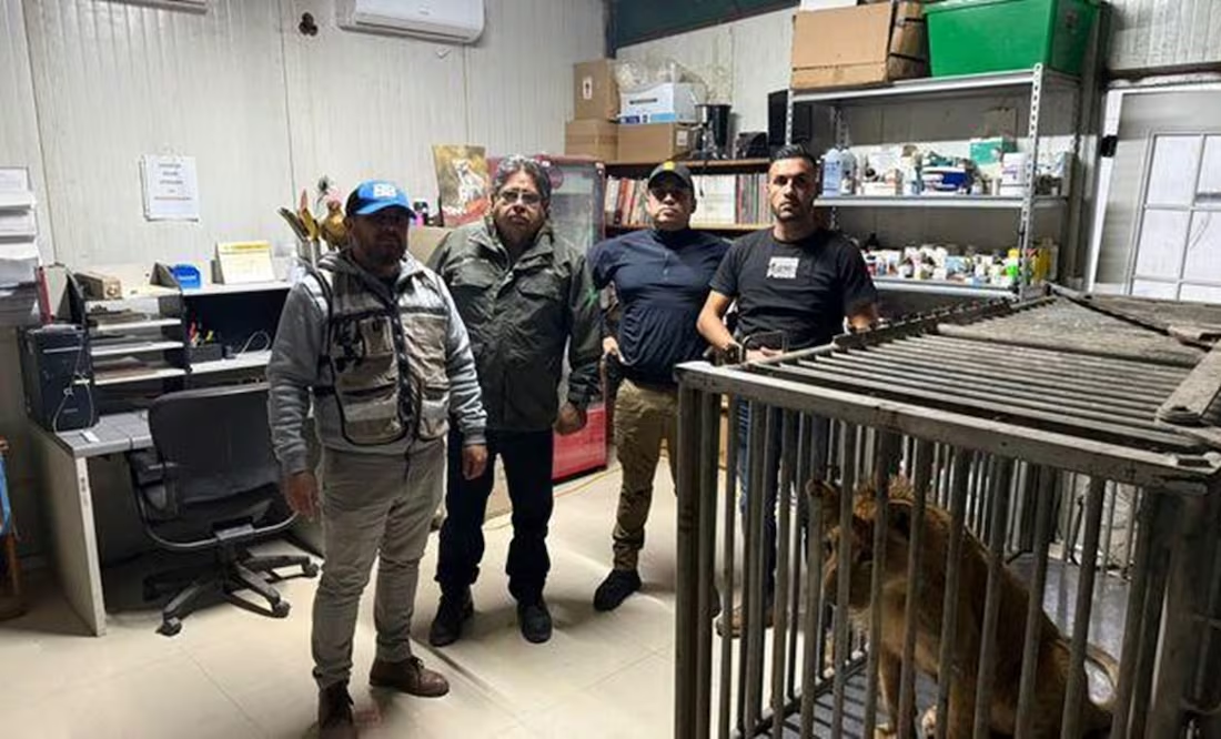 Profepa resguarda a león africano rescatado en Baja California; fue encontrado en malas condiciones