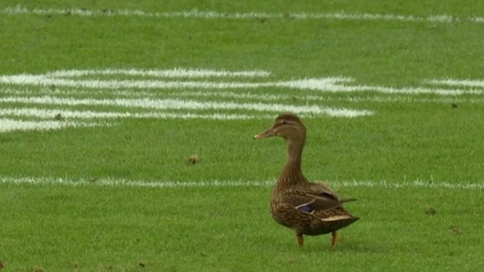 Un pato irrumpe en la cancha en pleno partido de NFL y ‘ayuda’ a Buccaneers a lograr un touchdown