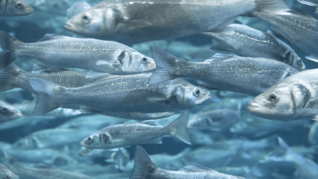 Los peces ‘eligen’ su propio cumpleaños y deciden cuándo eclosionar, según estudio