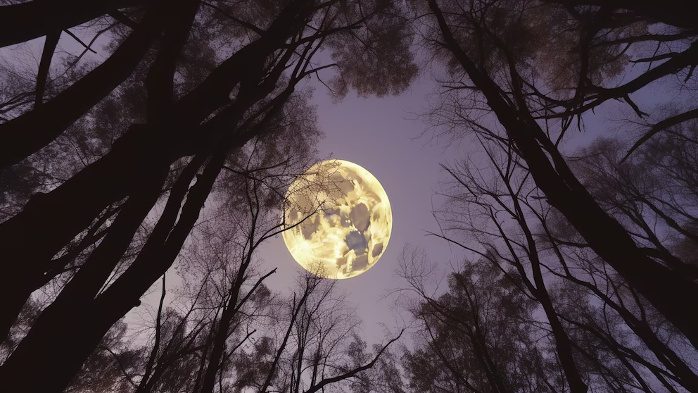 ¿Cuándo será la última Luna Llena del año?, las fases de la luna del 9 al 15 de diciembre