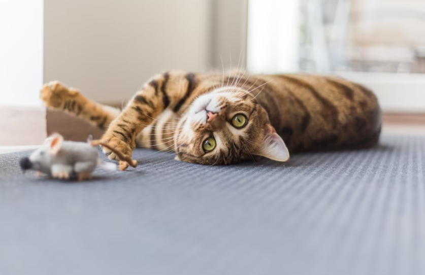 Descubren que los gatos podrían ser clave en la evolución del virus de la gripe aviar H5N1