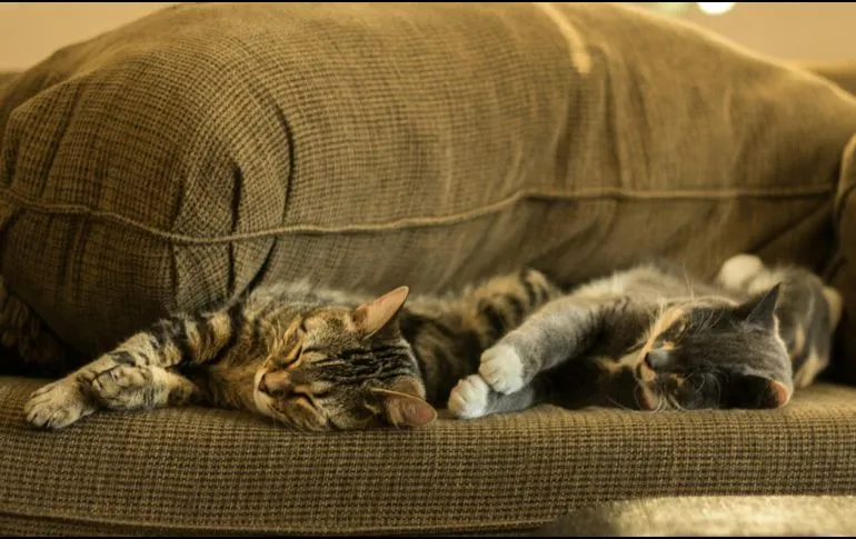 ¿Cómo tener dos gatos en casa y evitar conflictos?