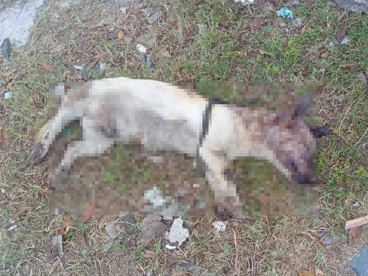 Quería comida… taquero lanza aceite hirviendo a perrito