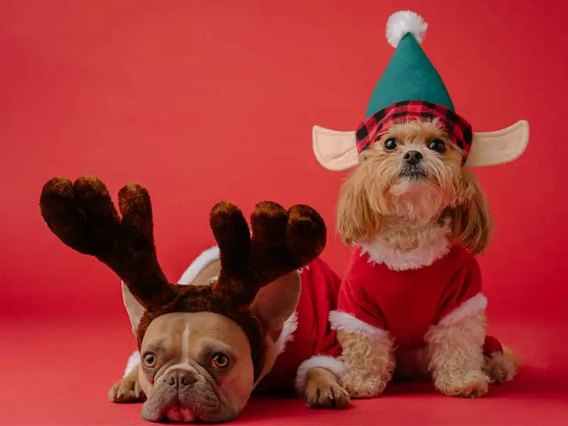Veterinarios advierten sobre los alimentos navideños que podrían hacer daño a las mascotas