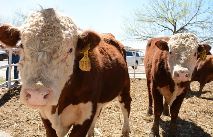 Busca Coahuila reanudar la exportación de ganado