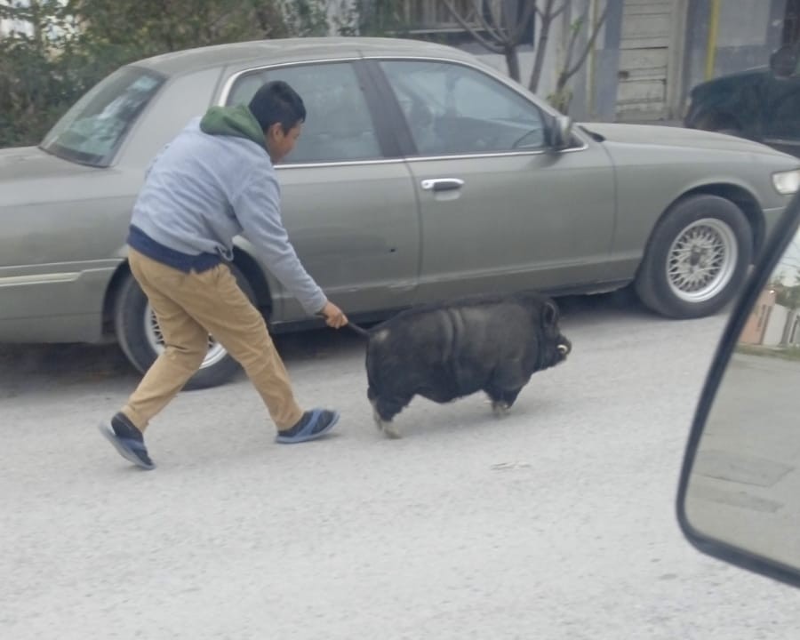 Recorre ‘Jabalí’ las calles de Frontera