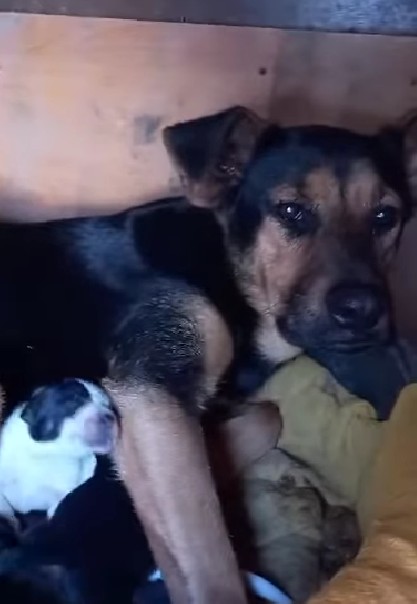 Piden justicia por brutal acto de maltrato animal