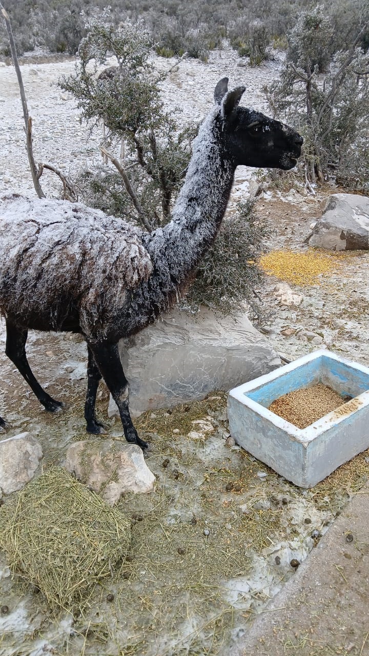 Llamas en la nieve
