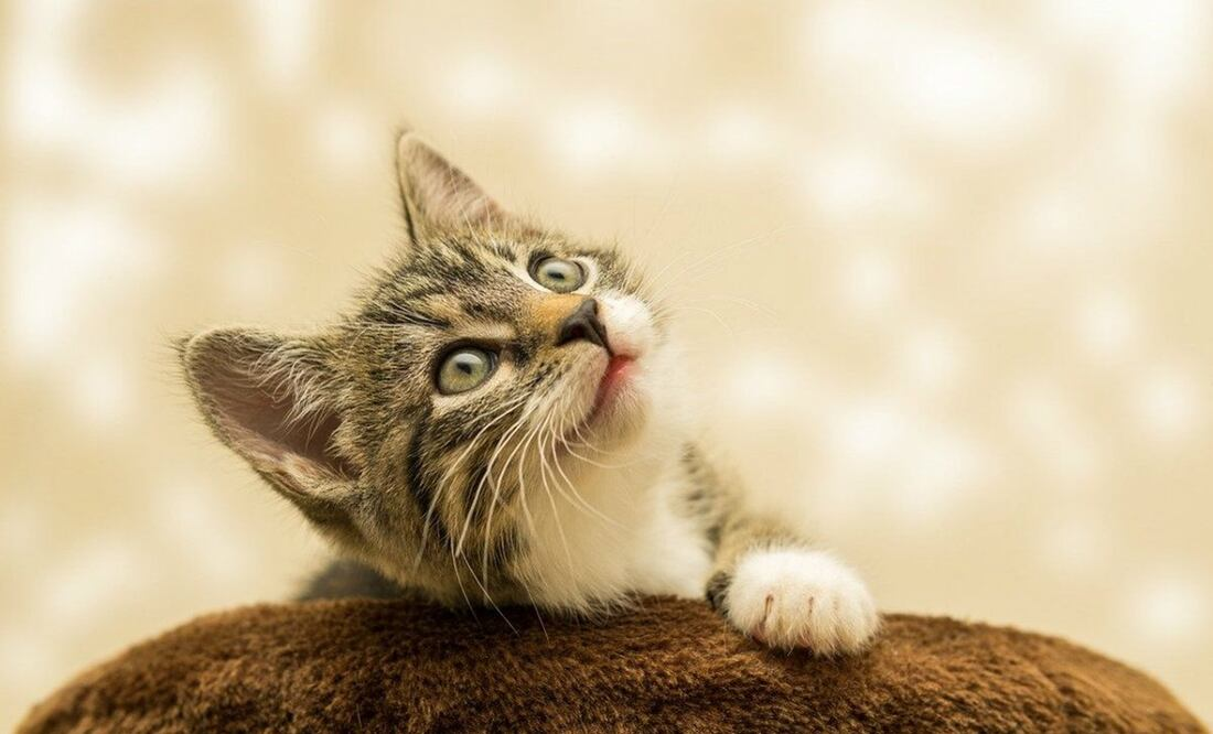 ¿Por qué a los gatos no les gusta que los acaricien?; esta es la razón
