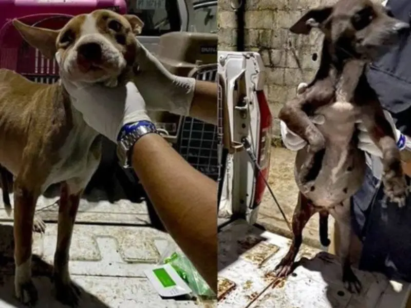 Rescatan a tres perritos que ‘casi estaban en los huesos’