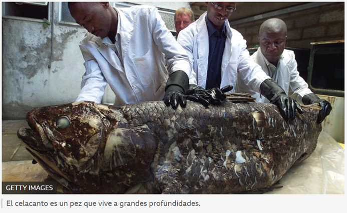 FÓSILES VIVIENTES