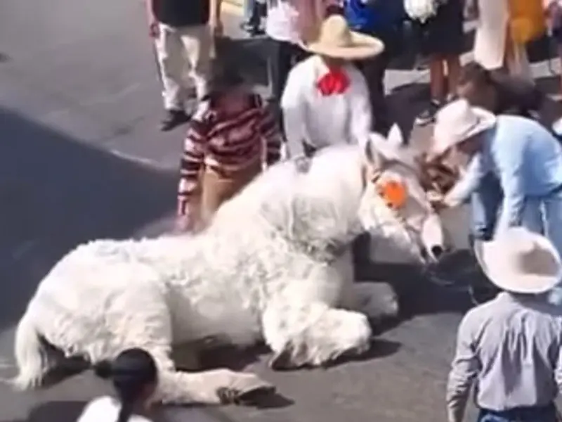 Colapsa caballo que jalaba calandria de quinceañera en Atlixco