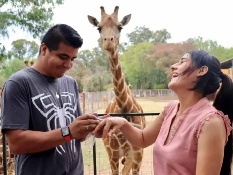 Zoológico de Morelia ofrece ‘casarte’ con jirafas como testigos de honor el 14 de febrero