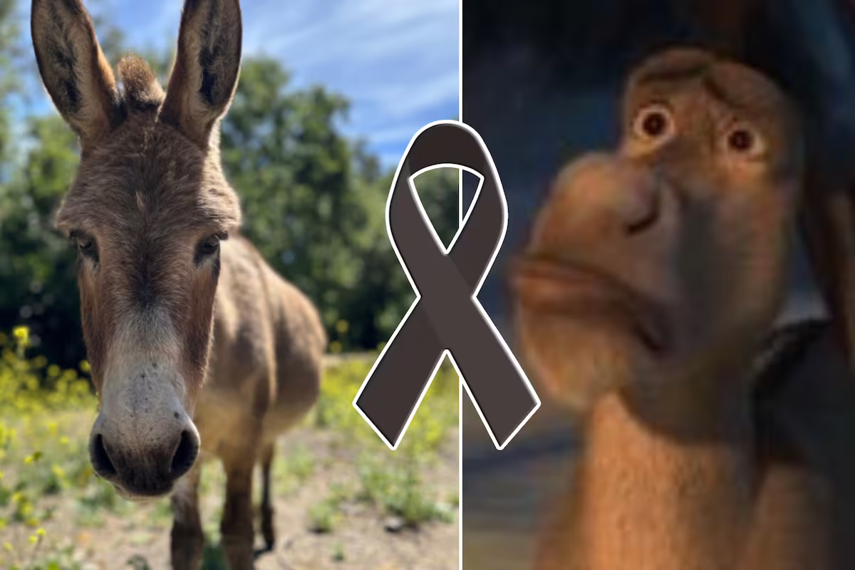 Muere Perry, el burro que inspiró el icónico personaje de Shrek