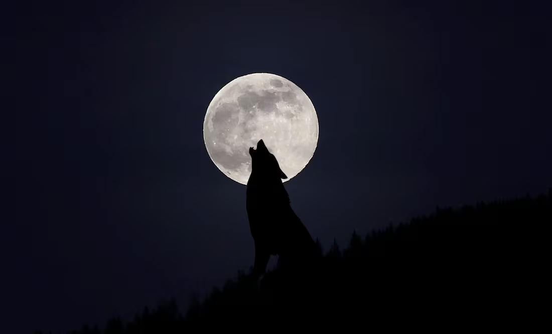 Luna de Lobo 2025; ¿cuántos días faltan para ver el fenómeno astronómico en México?