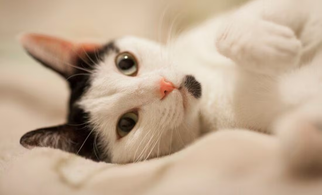 ¿Cómo hacer feliz a mi gato?; 5 prácticas sencillas para su rutina diaria