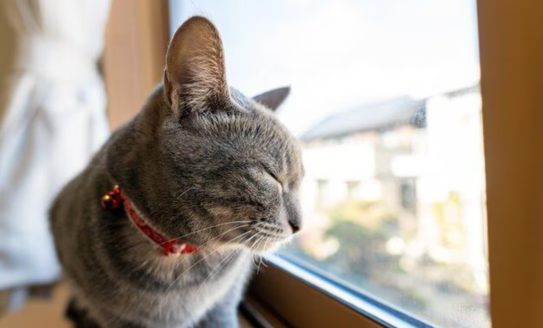 ¿Por qué no se recomienda que los gatos coman mantequilla?; veterinaria responde
