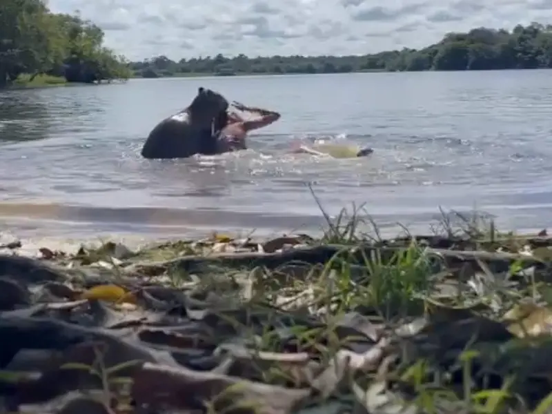 VIDEO. Capibara ataca a joven; video se viraliza y genera alarma