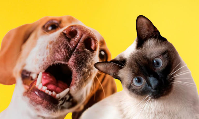 Harvard confirma cuál es el animal que aumenta el nivel de felicidad y reduce el estrés