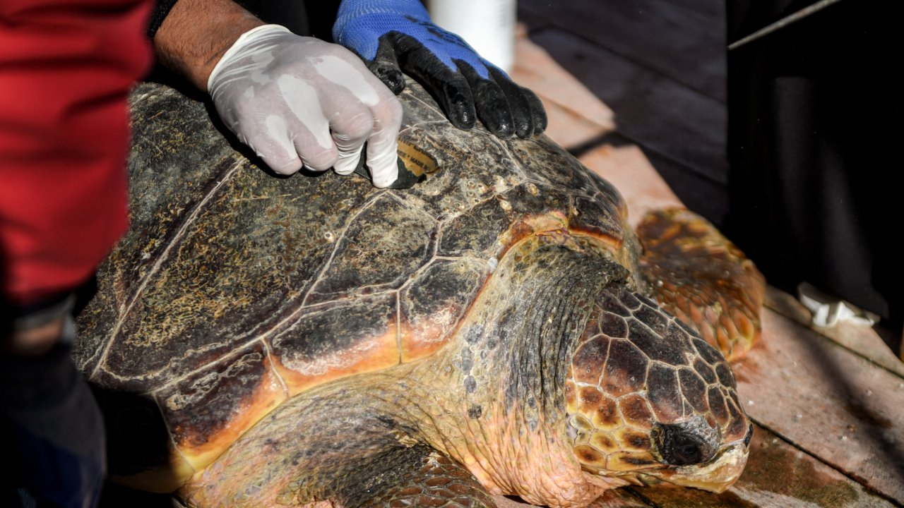 Túnez protege a sus tortugas en un hospital flotante
