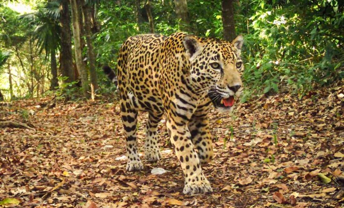 Jaguar en peligro de extinción es asesinado en la huasteca potosina; exigen justicia y cumplimiento de la ley