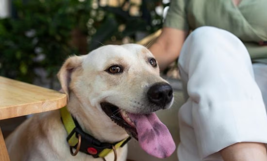 ¿Qué le pasa a un perro con artrosis?; experta responde