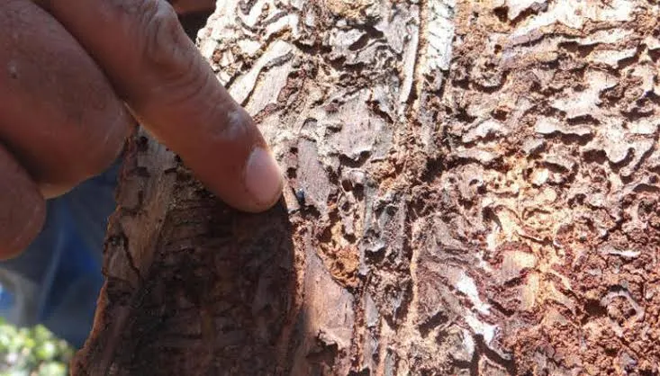 Combatirán plaga en la sierra de Arteaga