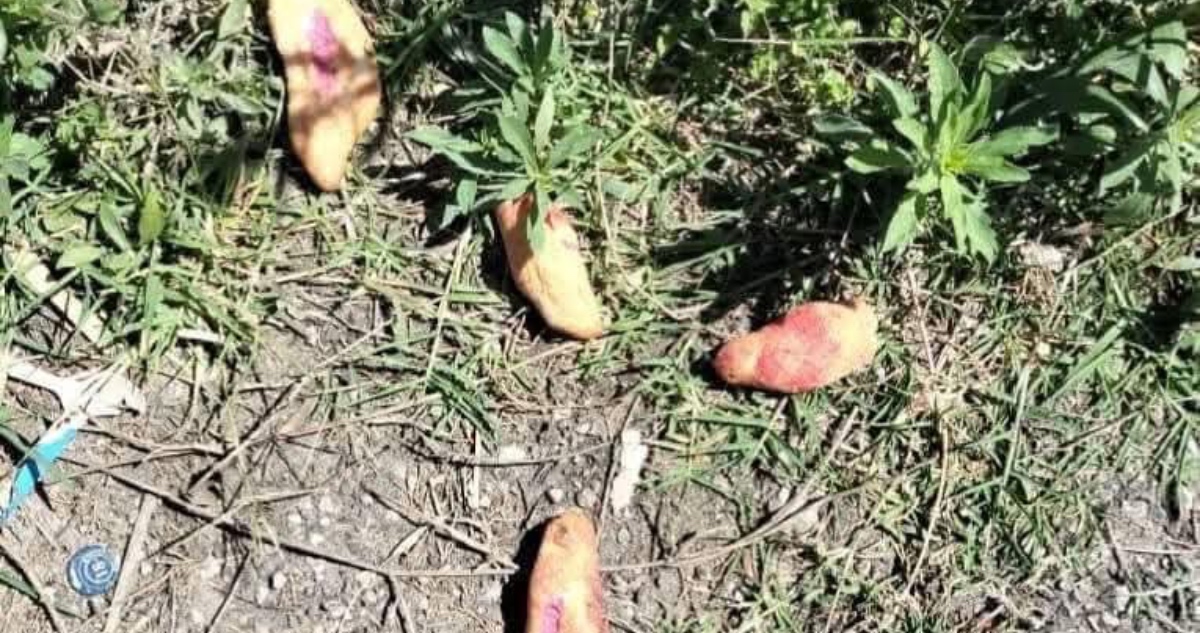 Martín «N» y Bartolo «N» son arrestados por la muerte de niños envenenados en Chiapas