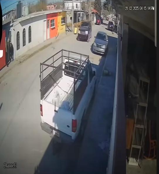 Investigará el Municipio caso de perrita arrollada