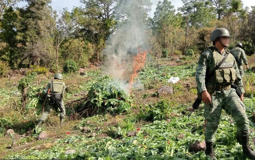 Personal del Ejército asegura y destruye 251 plantíos de drogas en cinco estados