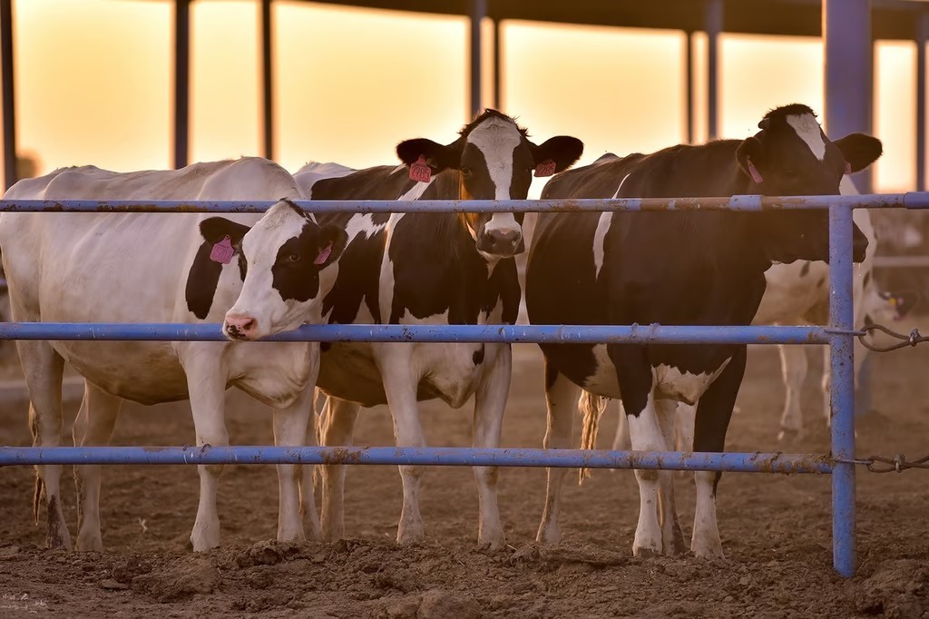 Exportarán ganaderos a EU con mejor precio