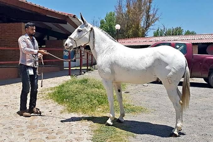 Registran nueva especie de burro