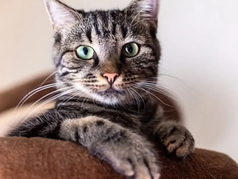 Esta la razón por la que no debes cortar los bigotes de los gatos