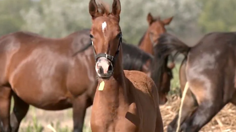 Nacen los primeros caballos genéticamente «editados» del mundo, anuncian científicos argentinos