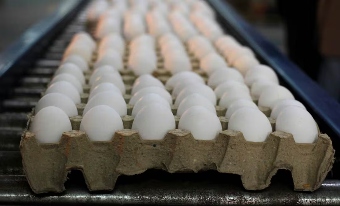 Precio del huevo en EU podría aumentar 41% más este año; Departamento de Agricultura invertirá mil mdd contra la gripe aviar