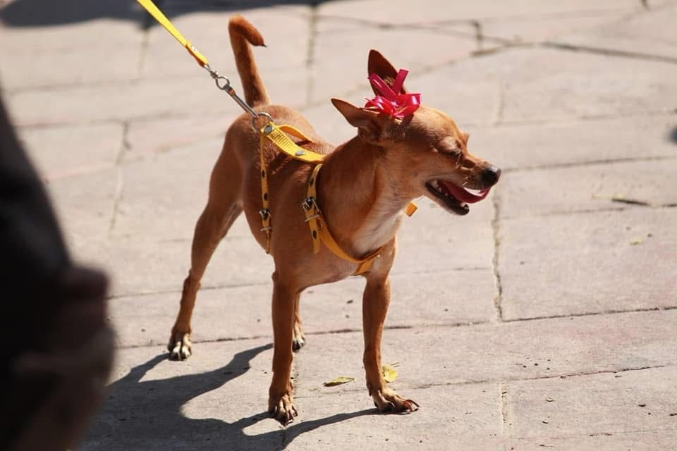 Tendrá Parras esterilización masiva de mascotas