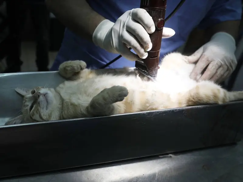 Investigan a médico por hacerle una resonancia a su gatita… en el hospital donde trabaja