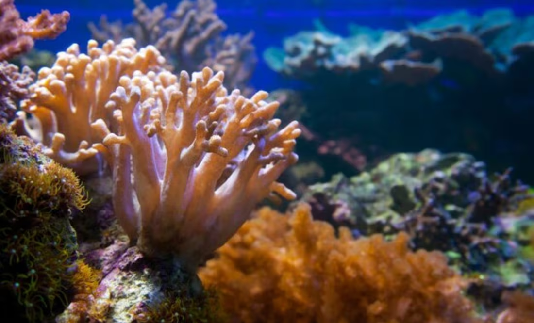 El coral, un misterio de la naturaleza; ¿es una planta o animal? esto dice una bióloga
