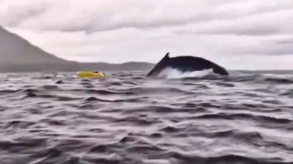 Hombre en kayak es tragado y escupido unos segundos después por una enorme ballena jorobada: “Pensé que había muerto”