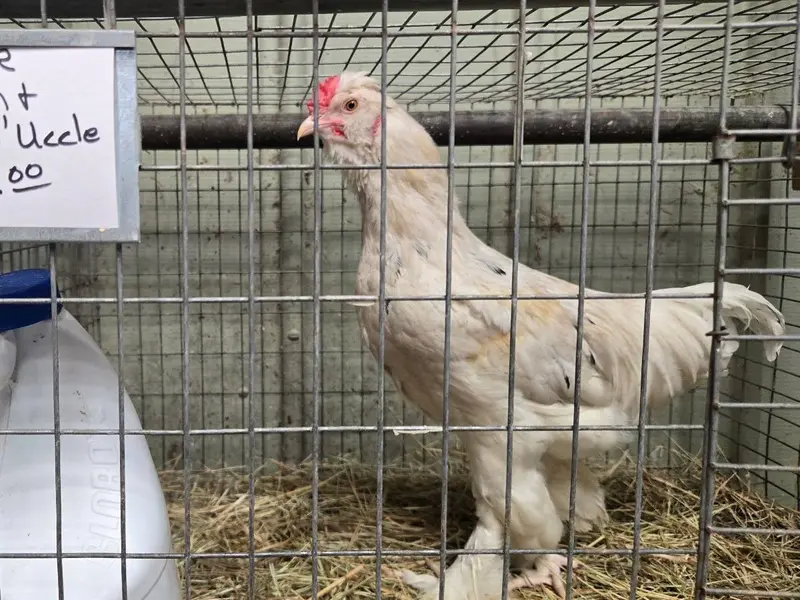 Ante la escasez de huevo en EU… la gente comienza a criar gallinas en casa