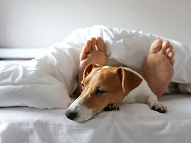 ¿Es malo dormir con tu mascota? Conoce los beneficios y riesgos