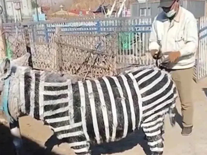 Zoológico chino provoca indignación al hacer pasar a burritos pintados como cebras