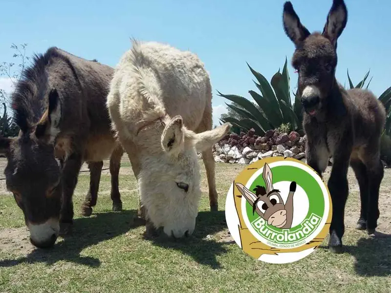 ¿Cuánto cuesta la entrada a Burrolandia? Esto incluye tu visita al santuario de los burritos