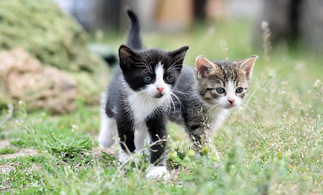 Día Internacional del Gato 2025; ¿por qué se celebra 3 veces al año esta fecha?