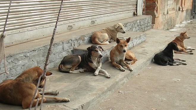Identifican 20 casos de TVT en perros callejeros