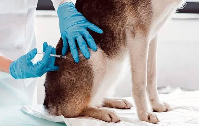 Invitan a campaña de salud para mascotas