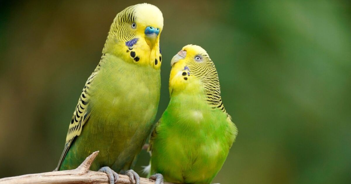 Esta es la multa por tener un perico o loro en casa en México en 2025