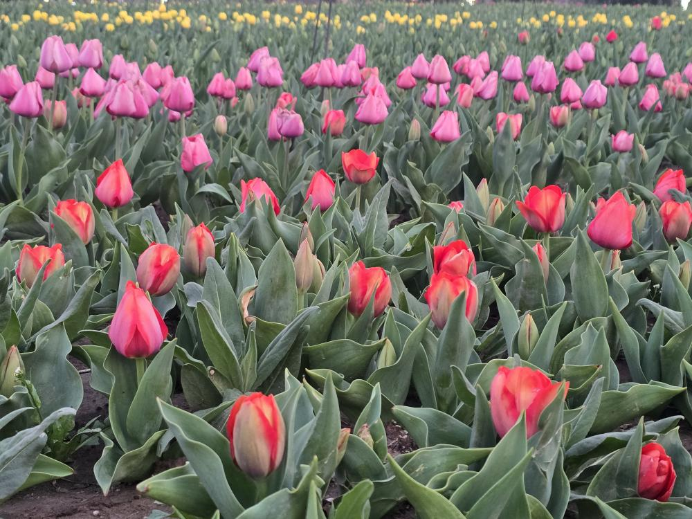 China, en la carrera de producción de bulbos e investigación de tulipanes