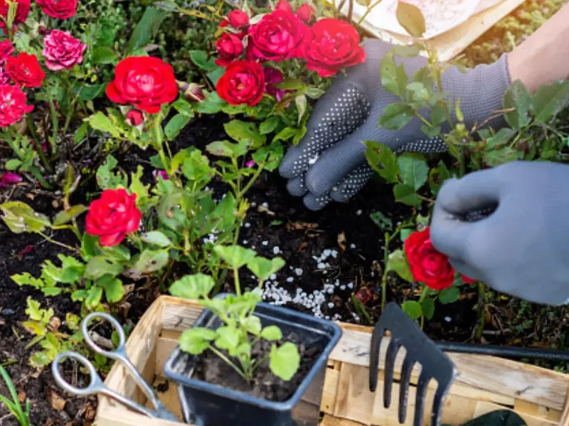 ¿Cómo hacer fertilizantes naturales para que tus plantas ‘estallen’ de flores?