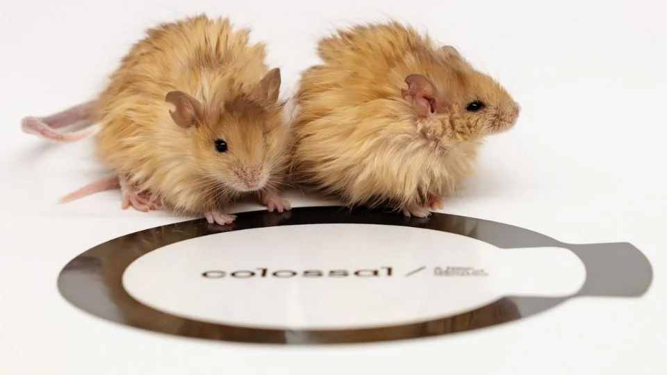 Científicos logran la creación de un ratón con pelo de mamut a través de una edición genética